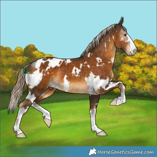 Horse Color:White Spotted Chocolate Palomino 