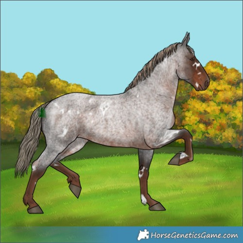 Horse Color:White Spotted Liver Red Roan Rabicano 