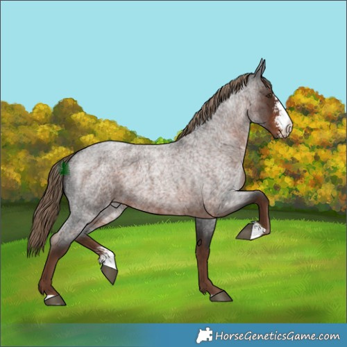 Horse Color:Liver Red Roan Sabino 