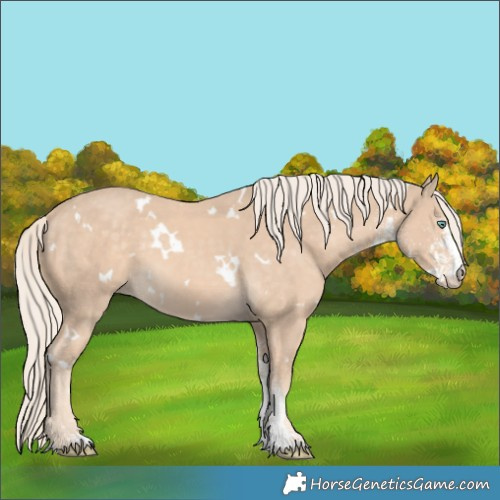 Horse Color:White Spotted Cremello Rabicano 
