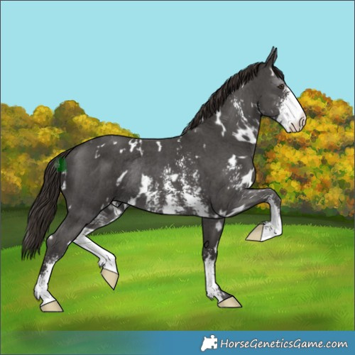 Horse Color:White Spotted Liver Chestnut Sabino Rabicano 