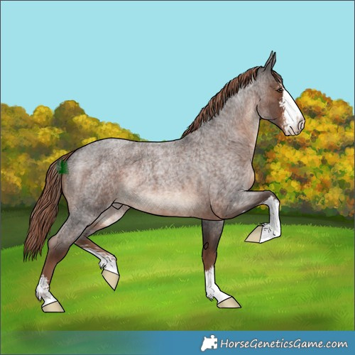 Horse Color:Liver Red Roan Sabino Rabicano 