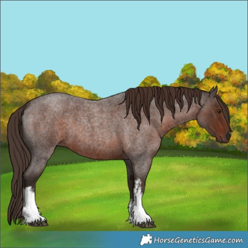 Horse Color:White Spotted Liver Red Roan 