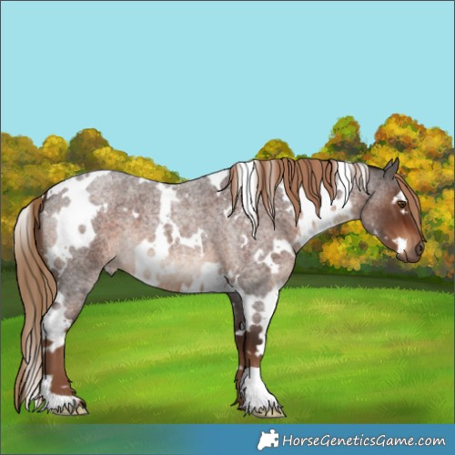 Horse Color:White Spotted Liver Red Roan 