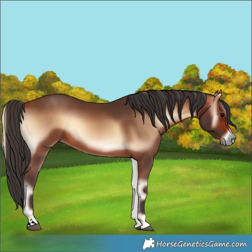 Horse Color:Void Bay Onyx 