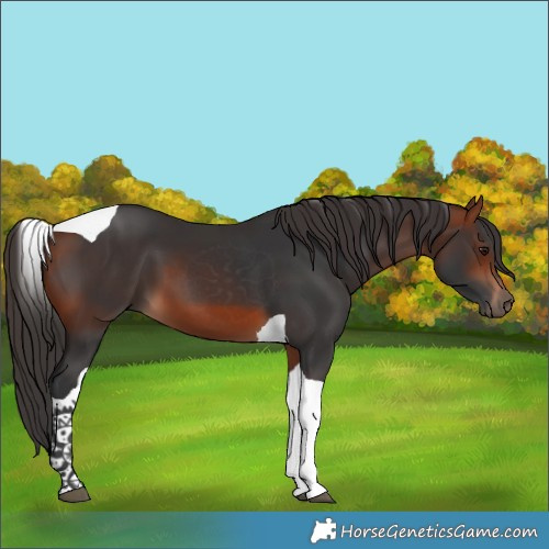 Horse Color:Bay Tobiano 