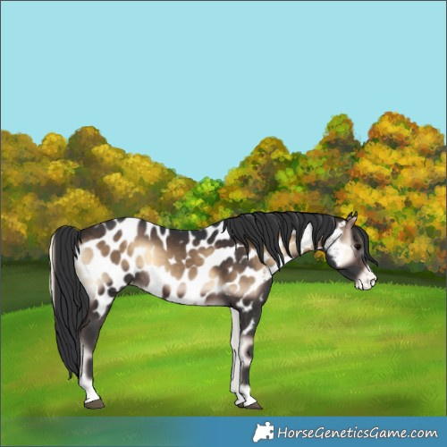 Horse Color:Brown Onyx Appaloosa 