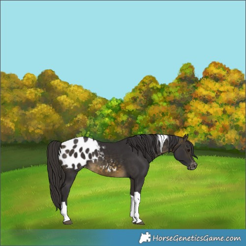 Horse Color:Buckskin Tobiano Appaloosa 