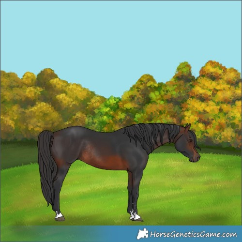 Horse Color:Brown Rabicano 