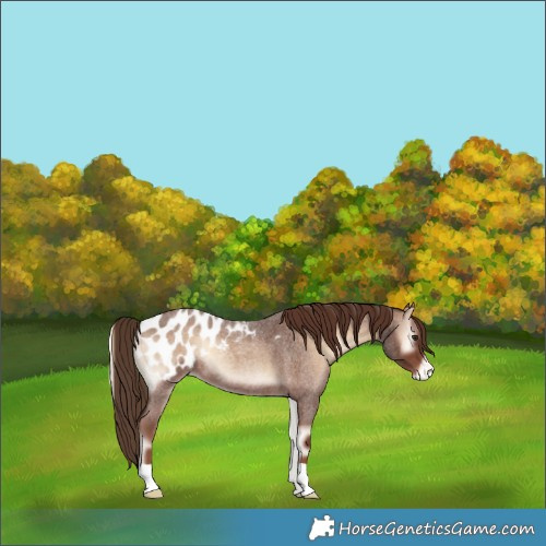 Horse Color:Red Onyx Roan Appaloosa 