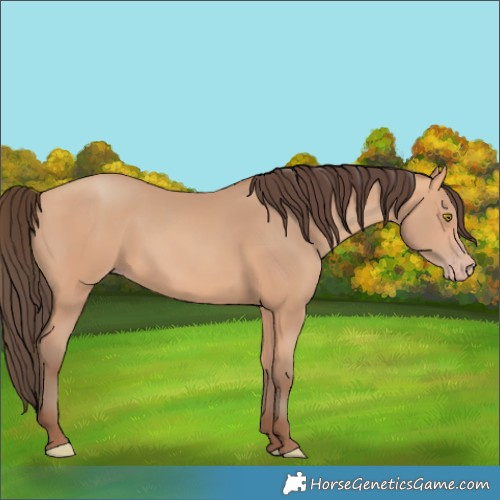 Horse Color:Amber Champagne 