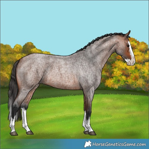 Horse Color:Bay Roan Splash 
