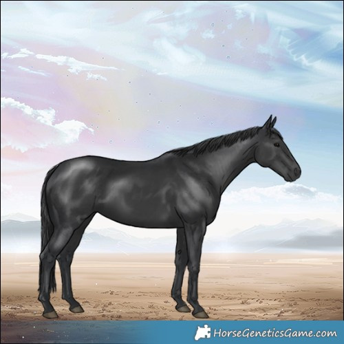 Horse Color:Black Rabicano 