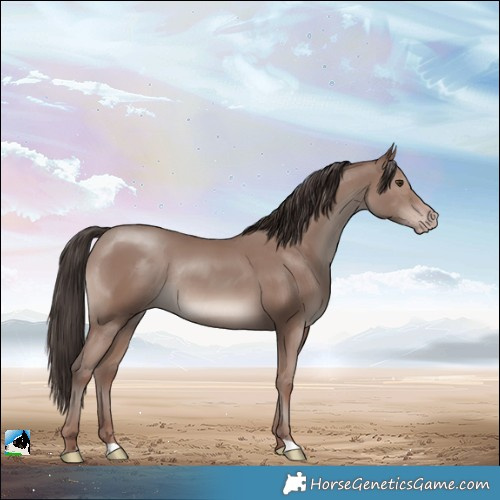Horse Color:Classic Champagne Mushroom Rabicano 