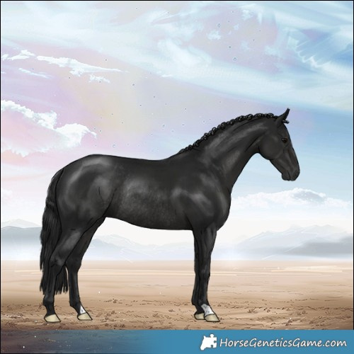 Horse Color:Gray Black Rabicano 