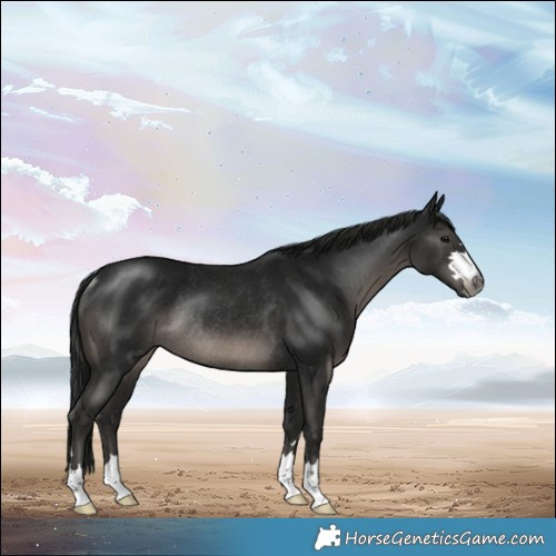 Horse Color:Gray Black Mushroom Rabicano 