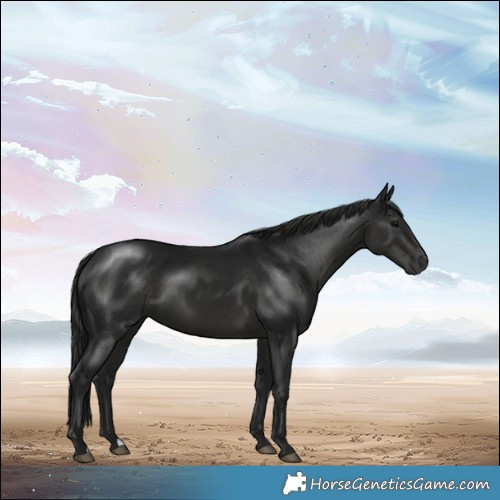 Horse Color:Gray Black 