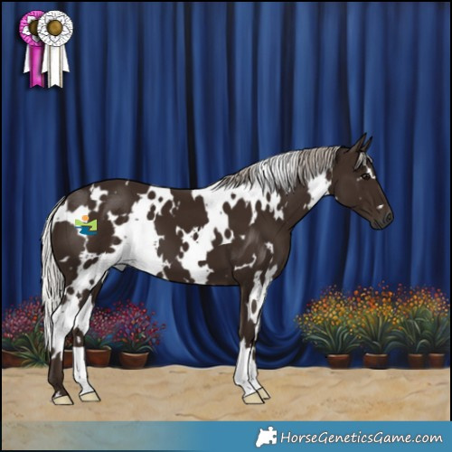 Horse Color:Gray White Spotted Silver Black 