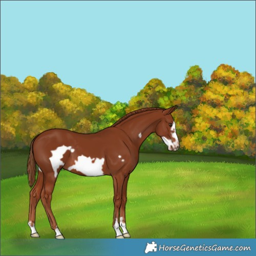Horse Color:Unknown 