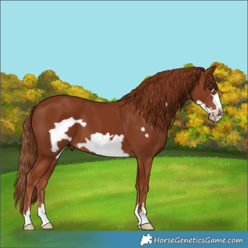Horse Color:Chestnut Frame