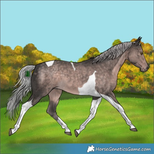 Horse Color:Platinum Chocolate Palomino Tobiano 