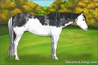 Horse Color:White Spotted Black Splash