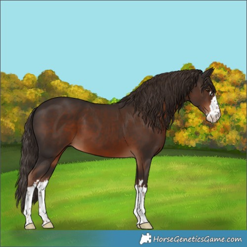 Horse Color:Liver Chestnut 