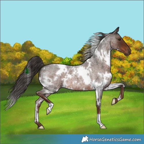 Horse Color:White Spotted Liver Red Roan 