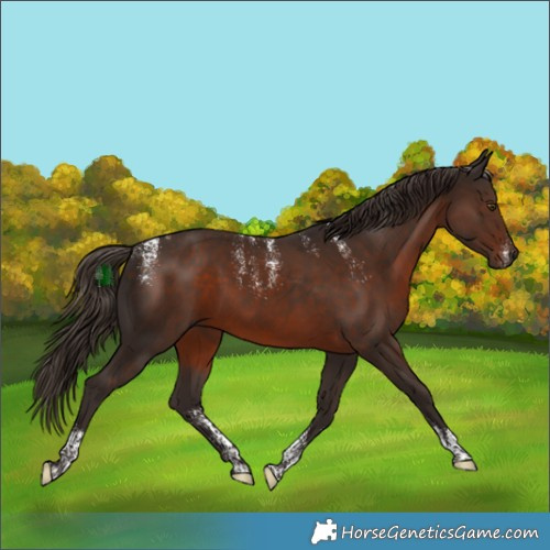 Horse Color:Powder White Liver Chestnut Sabino 