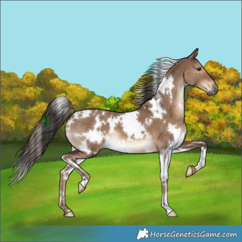 Horse Color:White Spotted Liver Red Dun 