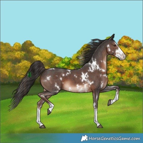Horse Color:White Spotted Liver Chestnut Sabino Splash 