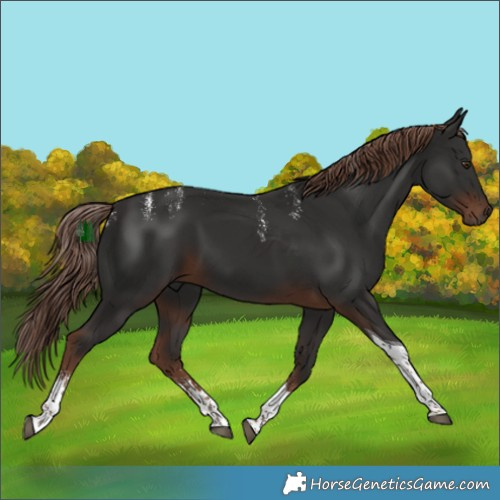 Horse Color:Powder White Liver Chestnut Tobiano