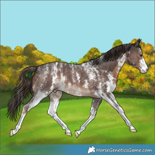 Horse Color:Powder White Liver Chestnut Sabino