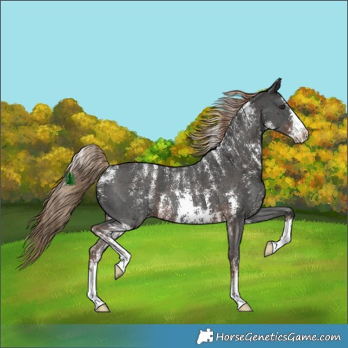Horse Color:Powder White Liver Chestnut Sabino Rabicano