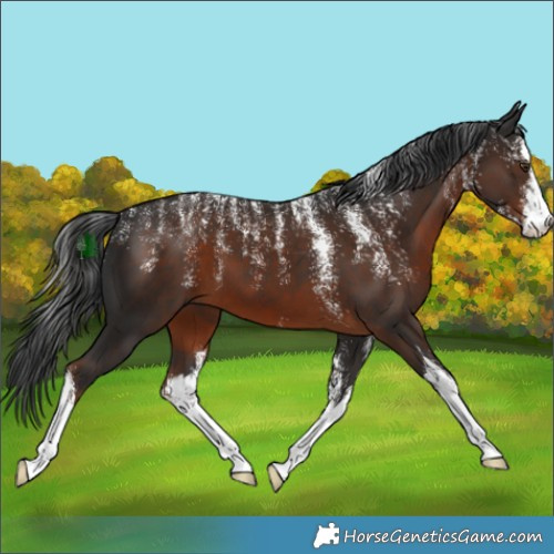 Horse Color:Powder White White Spotted Liver Chestnut 
