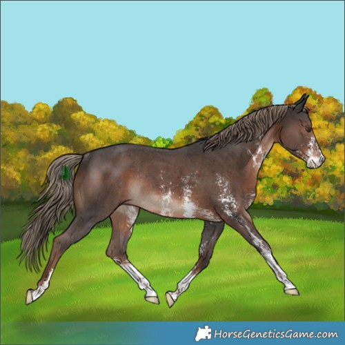 Horse Color:Liver Chestnut Sabino Rabicano 