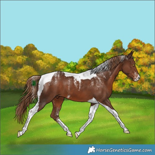 Horse Color:Powder White Liver Chestnut Tobiano