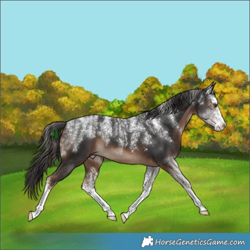 Horse Color:Powder White White Spotted Liver Chestnut