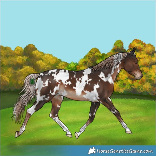 Horse Color:White Spotted Liver Chestnut 