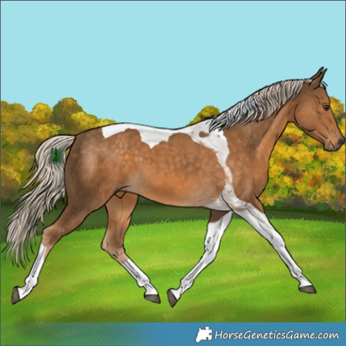 Horse Color:Chocolate Palomino Tobiano 