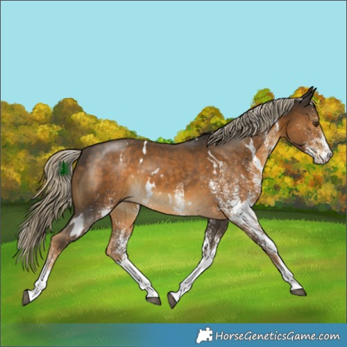 Horse Color:White Spotted Chocolate Palomino Mushroom 