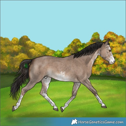 Horse Color:White Spotted Liver Red Dun 