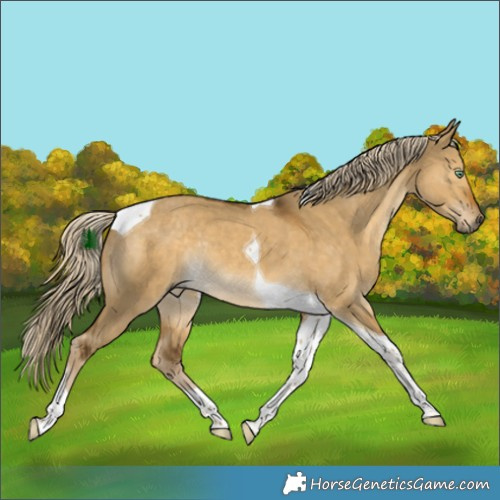 Horse Color:Chocolate Palomino Dun Mushroom Tobiano Rabicano 