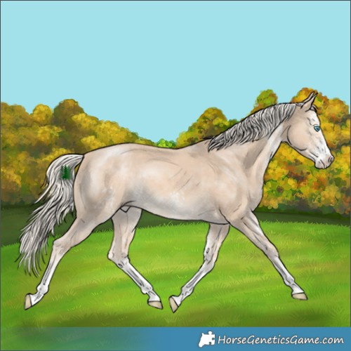 Horse Color:White Spotted Cremello Rabicano 