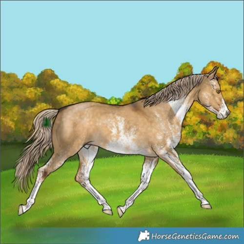 Horse Color:White Spotted Chocolate Palomino Dun 