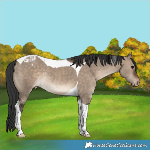 Horse Color:Brown Dun Tobiano Appaloosa Rabicano 