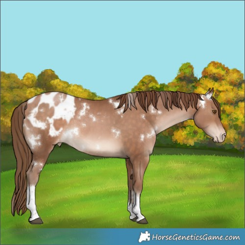 Horse Color:White Spotted Brown Pearl Tobiano Appaloosa Rabicano 