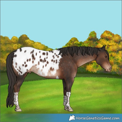 Horse Color:Liver Chestnut Tobiano Appaloosa Rabicano 