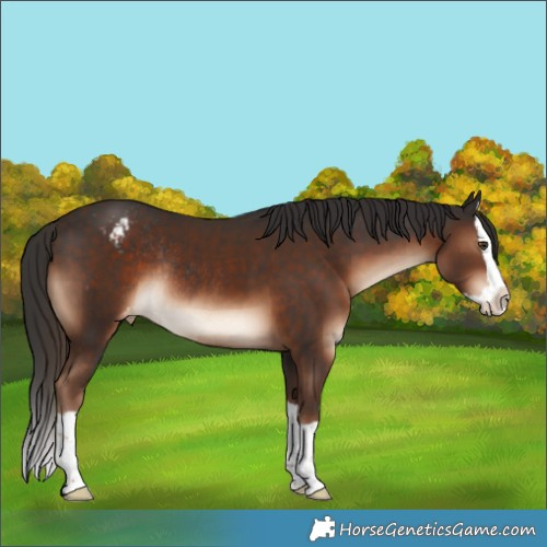 Horse Color:Liver Chestnut Splash Appaloosa Rabicano 