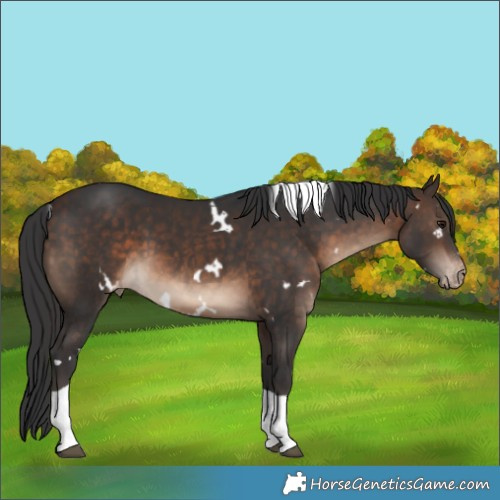 Horse Color:White Spotted Brown Tobiano Appaloosa 
